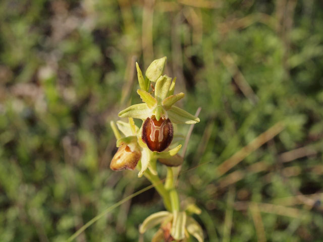 ophrys incubacea sobsp brutia?